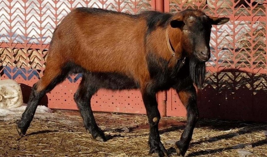 Чеські кози Чеські кози