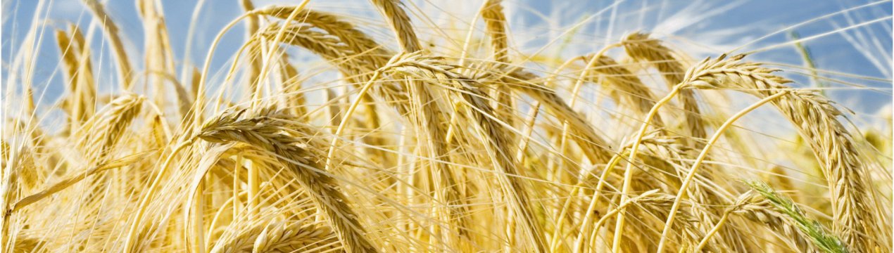 У магазинах Ірландії накопичилося величезна кількість ячменю старого врожаю