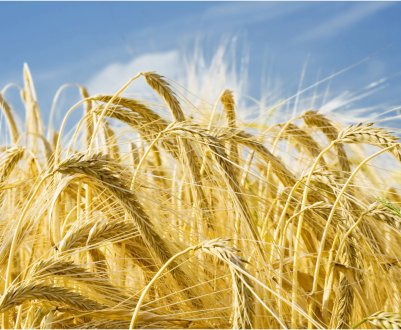 У магазинах Ірландії накопичилося величезна кількість ячменю старого врожаю