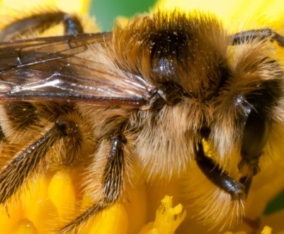 Характеристика та особливості бурзянской бджоли