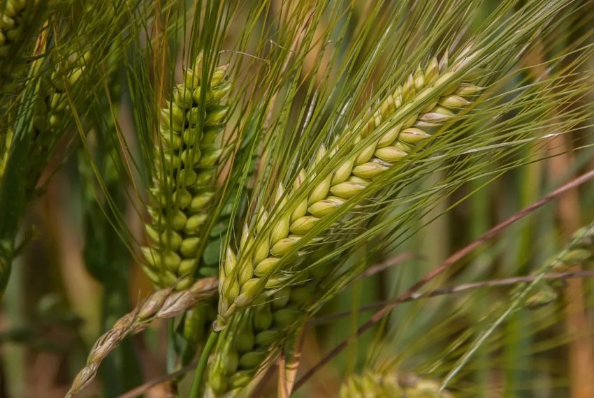 В магазинах Ірландії накопичилося величезна кількість ячменю старого врожаю В магазинах Ірландії накопичилося величезна кількість ячменю старого врожаю