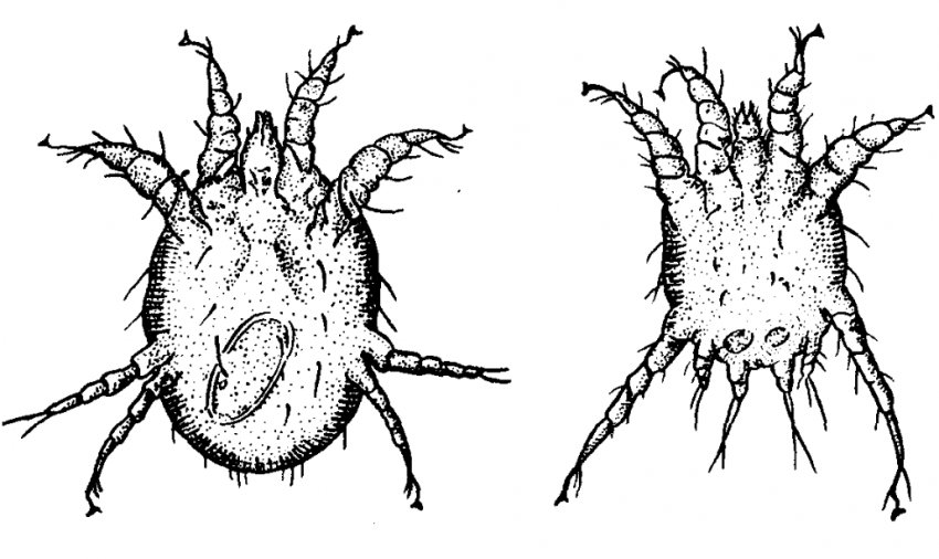 Кліщ збудник саркоптозу у свиней