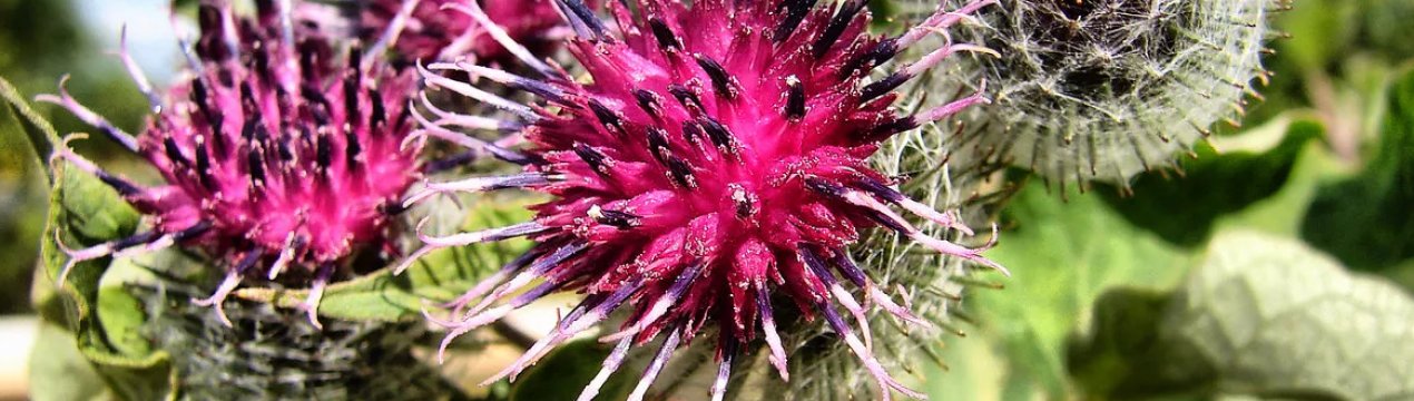 Недбайливих фермерів Закарпаття будуть штрафувати за бур'яни