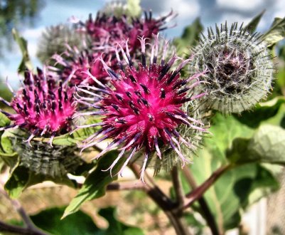 Недбайливих фермерів Закарпаття будуть штрафувати за бур'яни