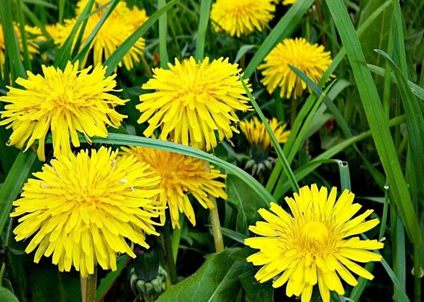 Недбайливих фермерів Закарпаття будуть штрафувати за бур'яни Недбайливих фермерів Закарпаття будуть штрафувати за бур'яни