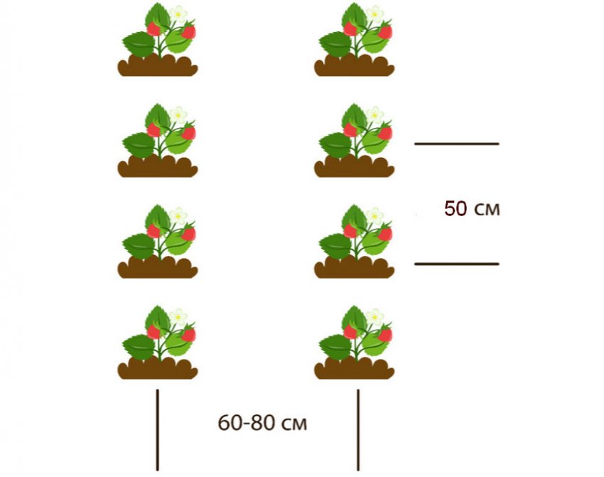 Схема посадки клубники