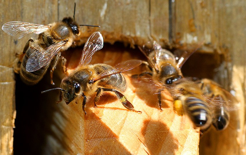 Бурзянская порода бджіл