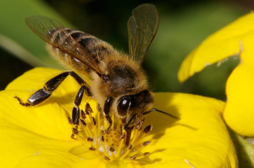 Бурзянская порода бджіл