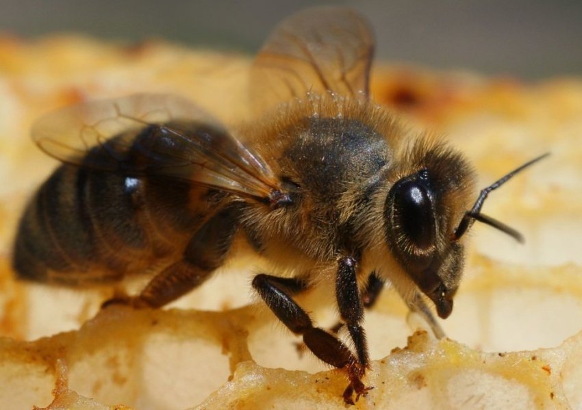 Бурзянская порода бджіл