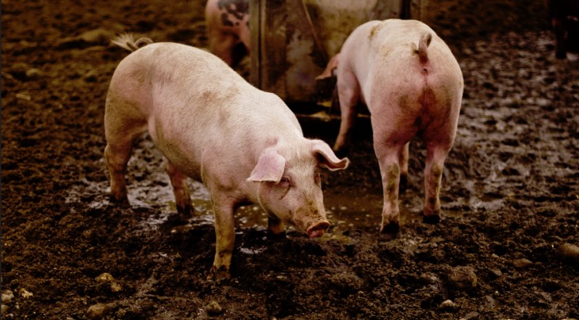 Что за болезнь саркоптоз у свиней