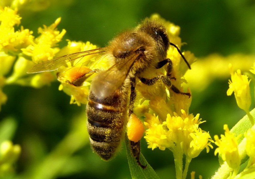 Бурзянская порода бджіл