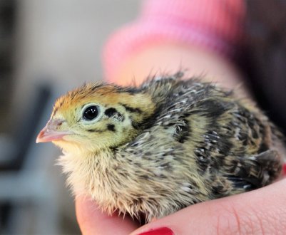 У Чернігівській області з'явиться нова перепелина ферма