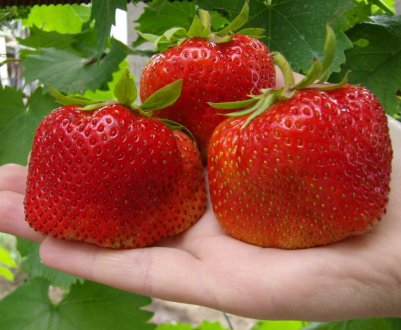 Правила посадки і догляду за полуницею Викода