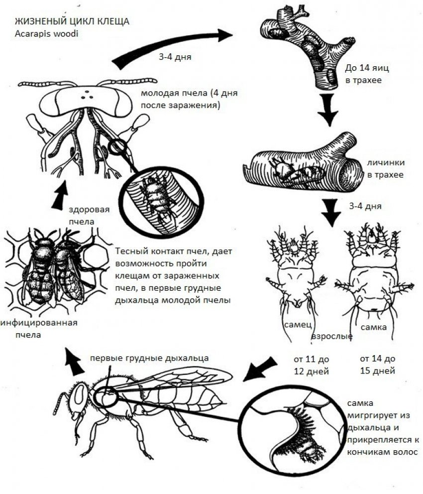 Життєвий цикл кліща Акарапіс вуді