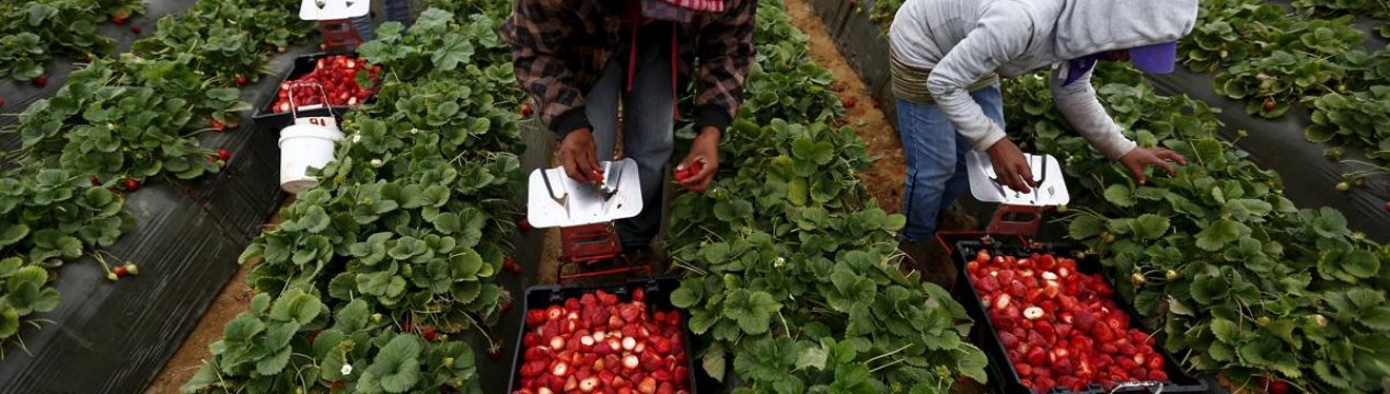 Британський депутат закликає розширити систему залучення сезонних сільськогосподарських робітників