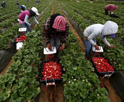 Британський депутат закликає розширити систему залучення сезонних сільськогосподарських робітників