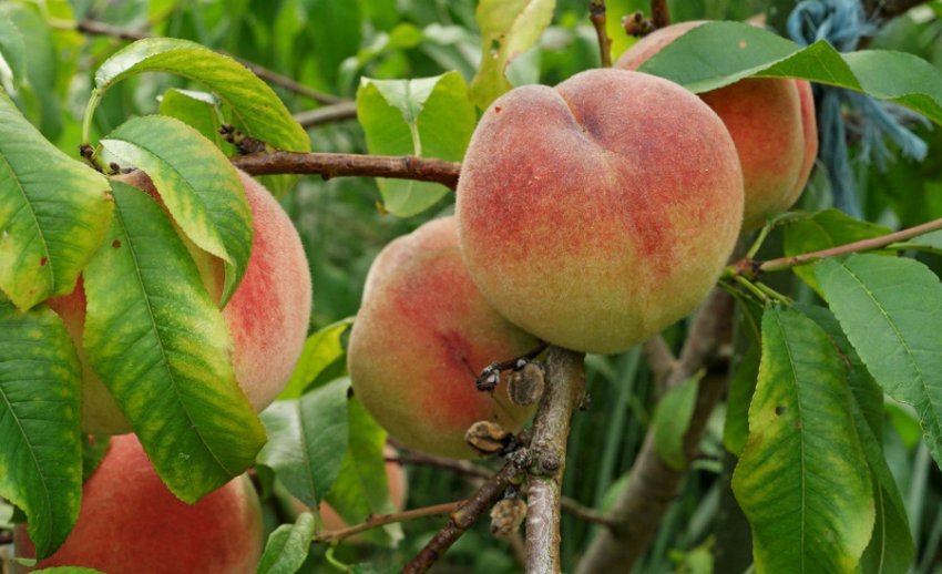 Персик Білий лебідь Персик Білий лебідь