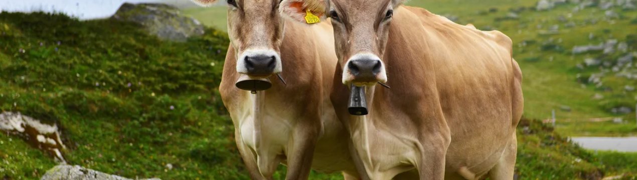 200 європейських корів добиралися в сахалінське село на літаках та автомобілях