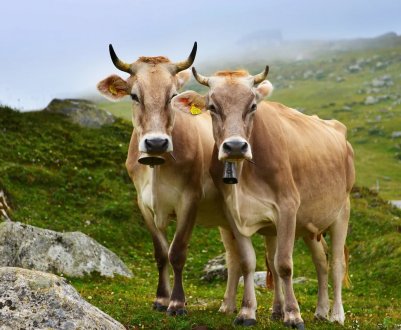 200 європейських корів добиралися в сахалінське село на літаках та автомобілях