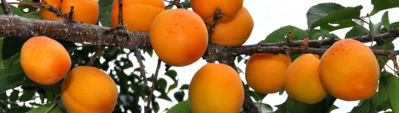 Особенности выращивания и характеристика сорта абрикоса Медовый