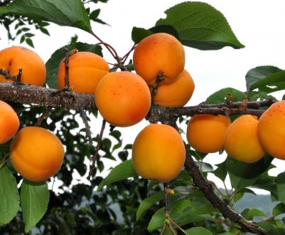 Особливості вирощування та характеристика сорти абрикоса Медовий