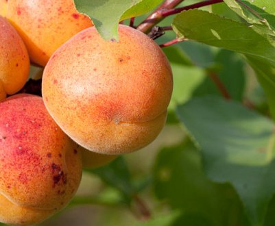 Особливості посадки абрикоса і догляду за ним