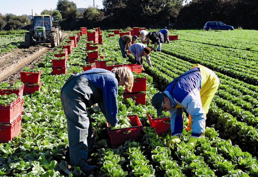 Британський депутат закликає розширити систему залучення сезонних сільськогосподарських робітників