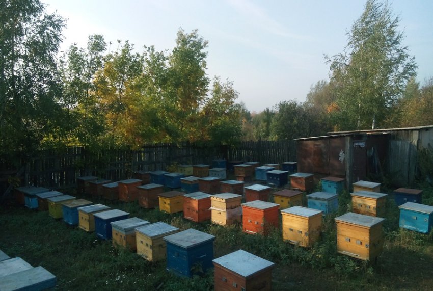 Пасіка на карантині