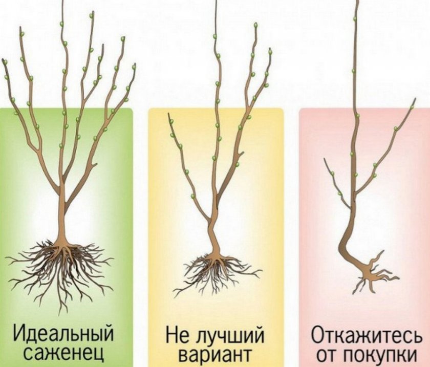 Выбор саженца абрикоса Выбор саженца абрикоса