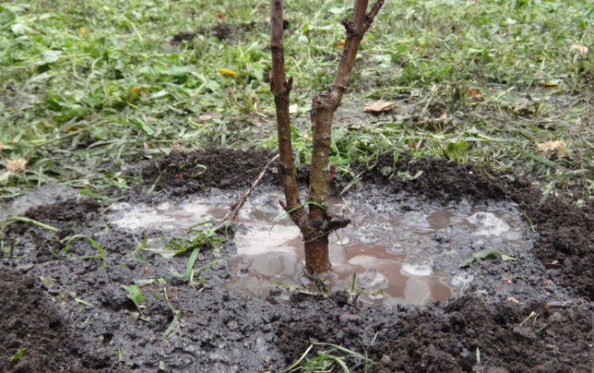 Полив персика Полив персика