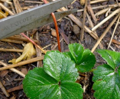Коли і як потрібно робити обрізку полуниці?