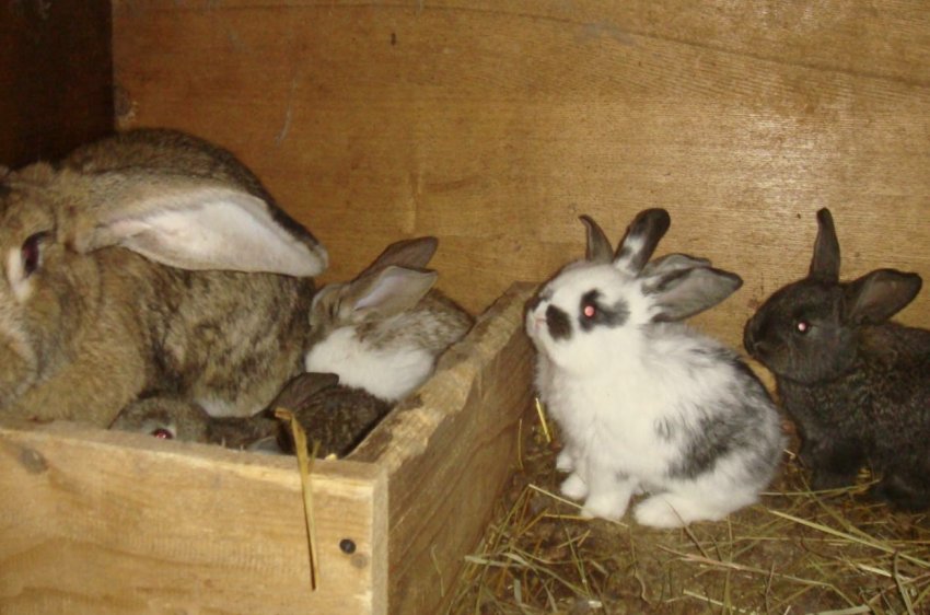 Кроленята Кроленята