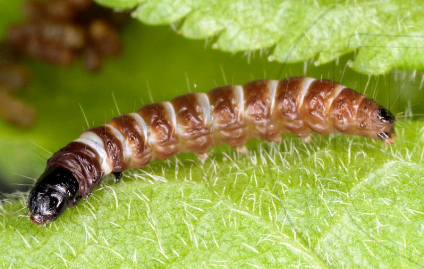 Гусениця смугастої молі Гусениця смугастої молі