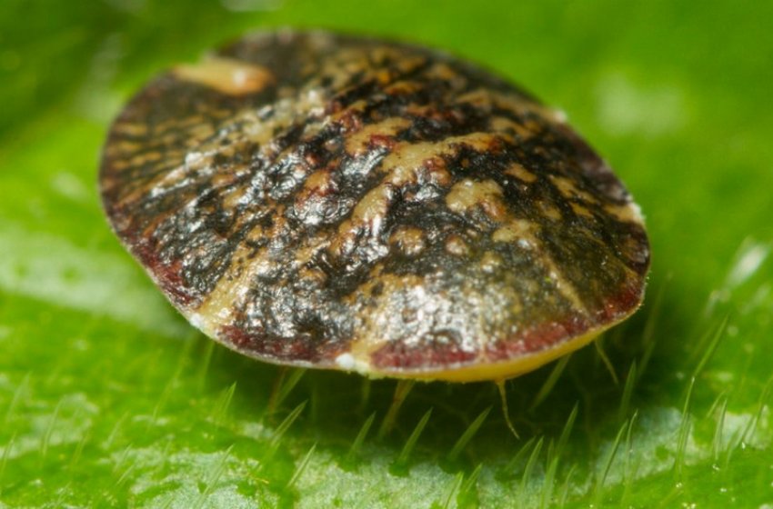 Щитівка Щитівка