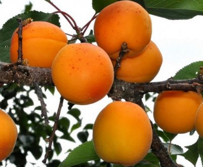 Опис і характеристика абрикос Маньчжурський