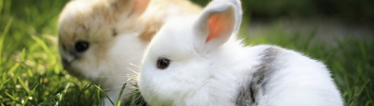 Через скільки днів кроленята вилазять із гнізда