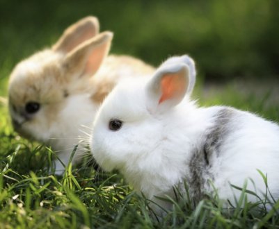 Через скільки днів кроленята вилазять із гнізда