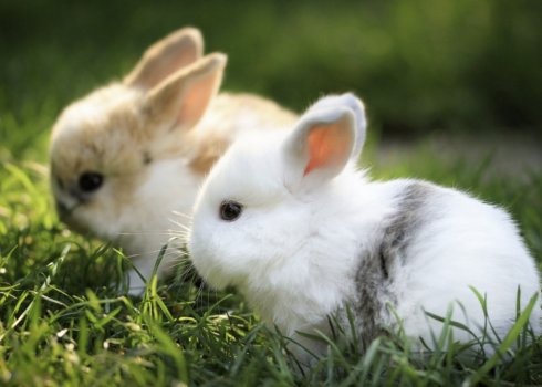 Через скільки днів кроленята вилазять із гнізда