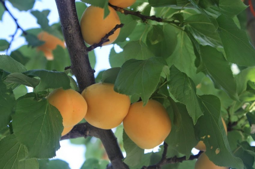 Абрикос Маньчжурський