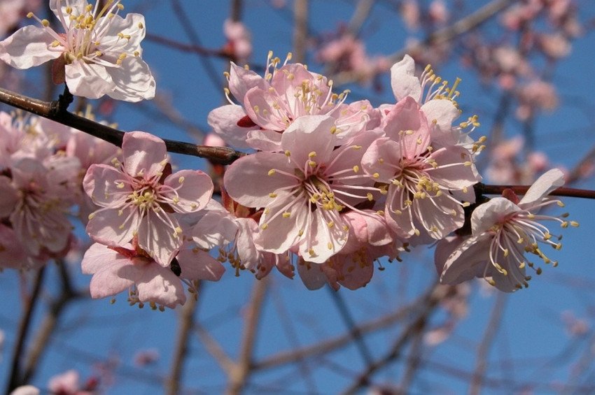 Цвітіння абрикоса маньчжурського