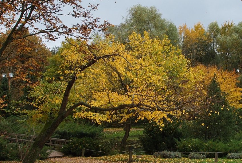 абрикос Маньчжурський