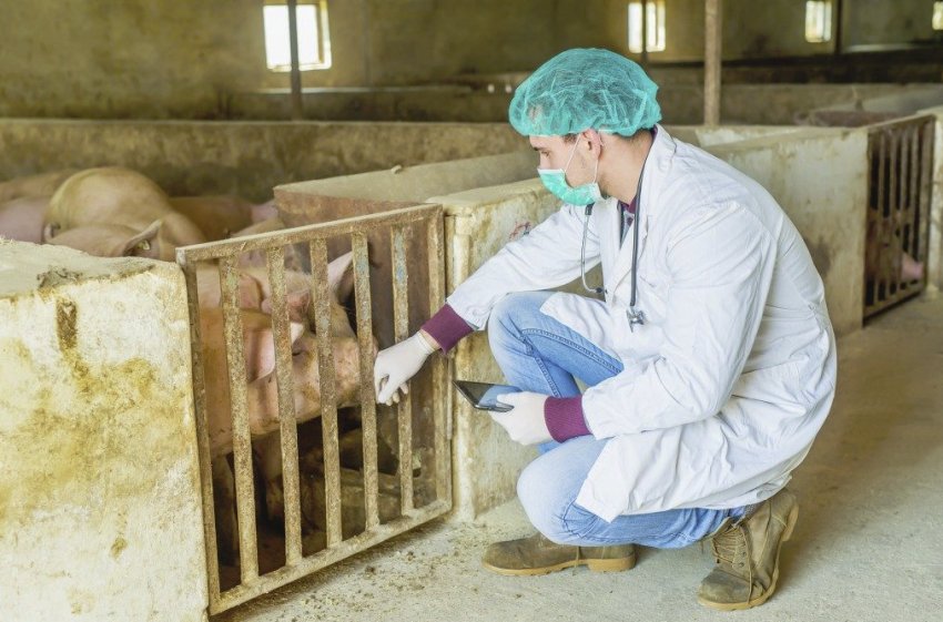 Як лікувати саркоптоз у свиней