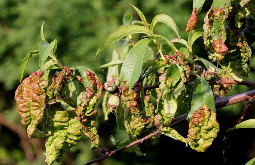 Курчавість листя Курчавість листя
