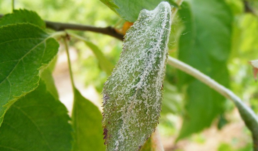 Борошниста роса Борошниста роса