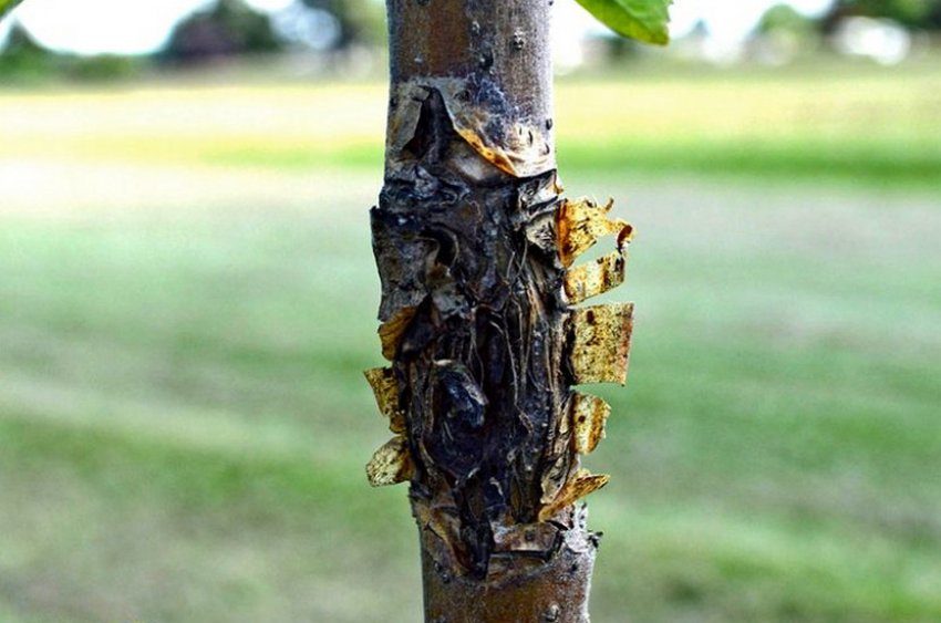 Цитоспороз абрикоса