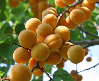 Особливості вирощування та догляду за сортом абрикоса Вікінг