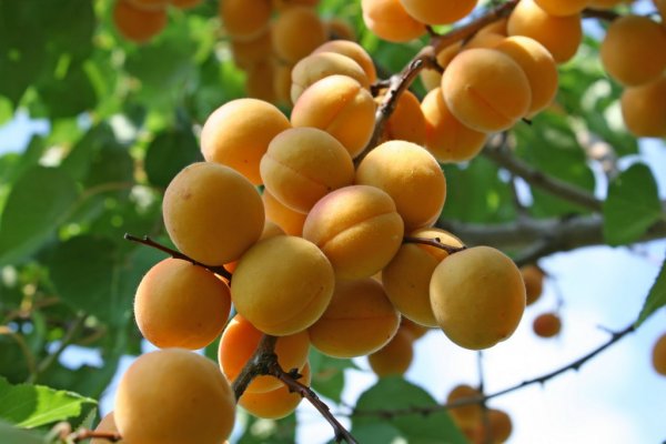 Описание и характеристика абрикоса сорта Лель, правила посадки и особенности ухода