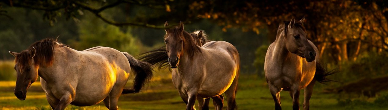 Телега для лошади: как сделать и запрячь самостоятельно