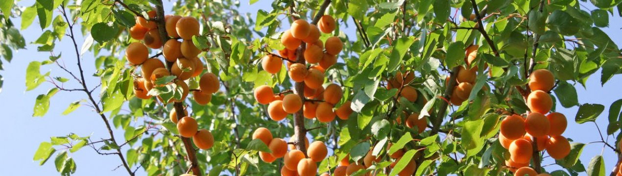 Опис сорти абрикоса Росіянин