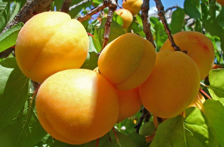 Абрикос Росіянин